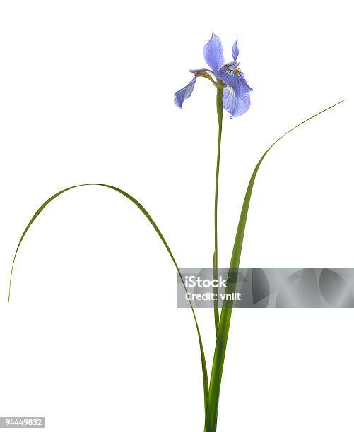 Blue Iris - zdjęcia stockowe i więcej obrazów Białe tło - Białe tło, Długi, Kwiat - Roślina