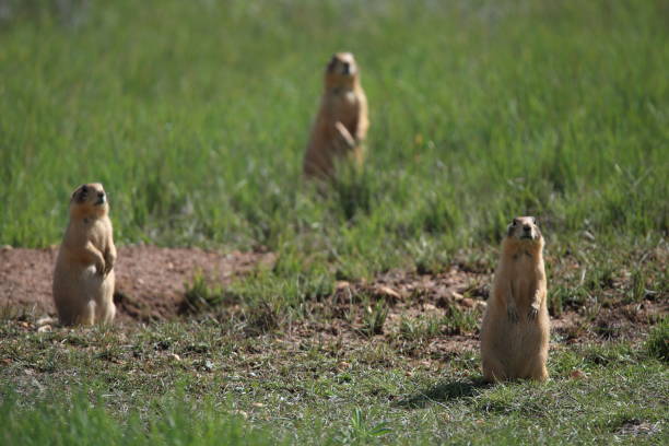 istock Utah Prairie Dog - Bryce Canyon National Park 944500694
