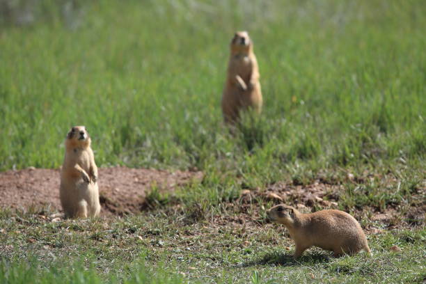 istock Utah Prairie Dog - Bryce Canyon National Park 944501160