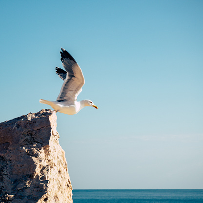 A seagull taking off from a rock to fly over the Mediterranean sea in the middle of a summer day.