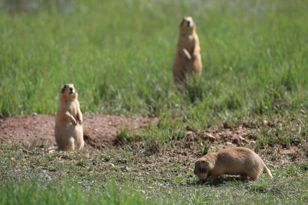 istock Utah Prairie Dog - Bryce Canyon National Park 944502342