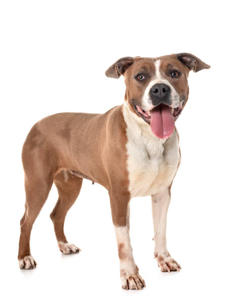 istock american staffordshire terrier 944502366