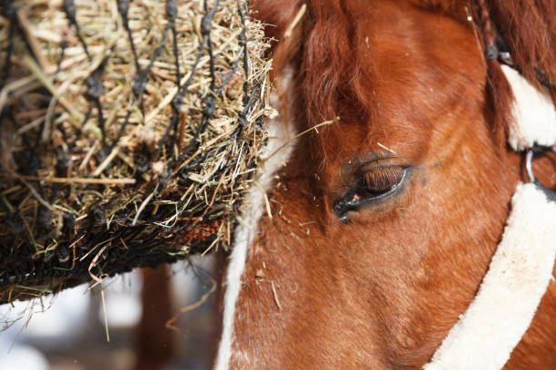istock horse close-up near a net with hay 944505968