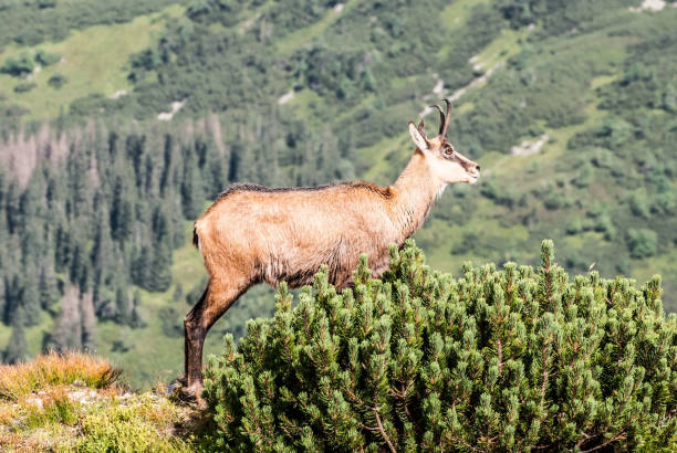 istock chamois in Western Tatras mountains 944507244
