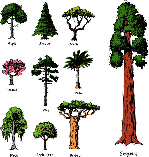 Tree types vector green forest pine treetops collection of birch, cedar and acacia or realistic greenery garden with palm and sakura illustration isolated on white background Tree types vector green forest pine treetops collection of birch, cedar and acacia or realistic greenery garden with palm and sakura illustration isolated on white background. sequoia tree stock illustrations