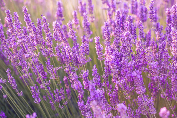 istock Bushes of lavender flowers 944510152