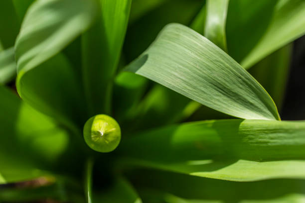 istock spring flower in the nature 944510308