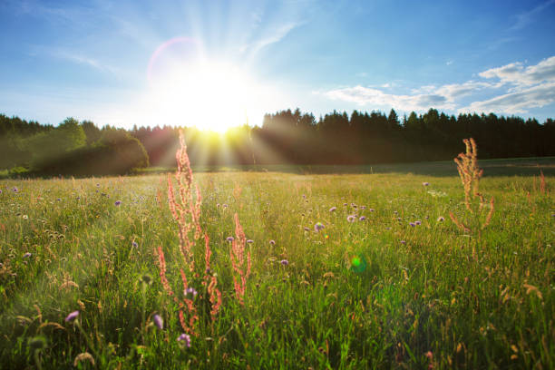 istock Sunset on summer field and trees 944510530