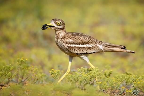 istock Eurasian stone curlew with prey on a beautiful background 944511934