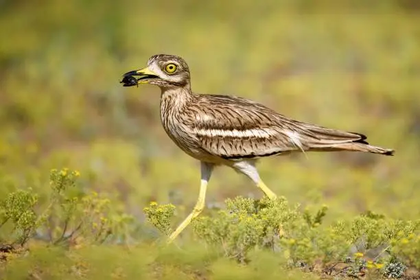Eurasian stone curlew with prey on a beautiful background.