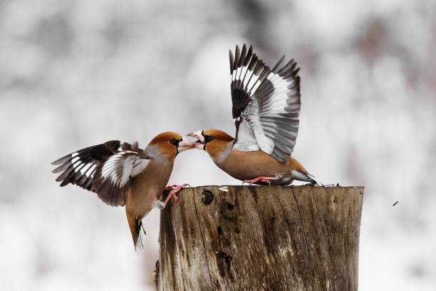 istock two Hawfinch (Coccothraustes coccothraustes) fight at the feeder 944512816