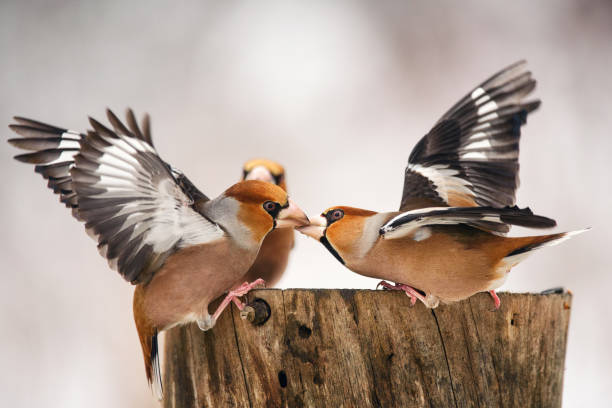 istock two Hawfinch fight at the feeder 944514264