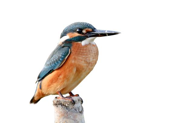 istock kingfisher isolated on white background 944514994