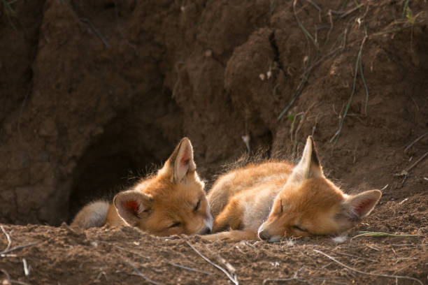 istock Two young Fox sleep near his hole 944515680