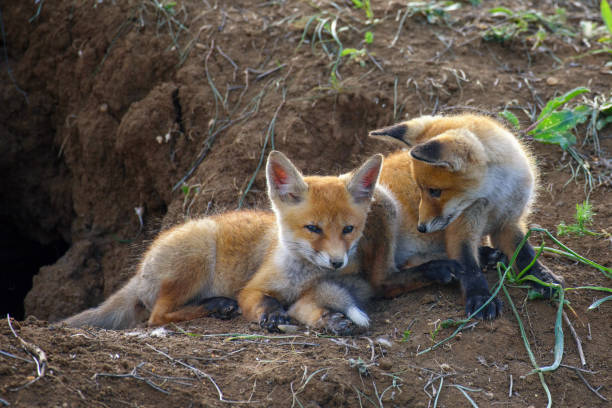 istock Two young red Fox playing near his hole 944515800
