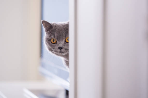 istock British short hair cat, indoor shooting 944516030