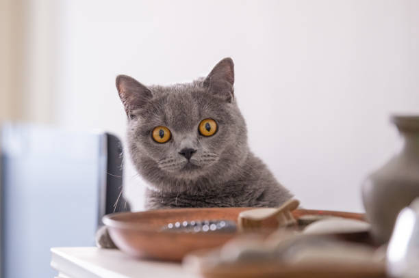 istock British short hair cat, indoor shooting 944516052
