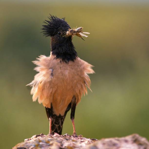 Rosy Starling with prey on a beautiful background.