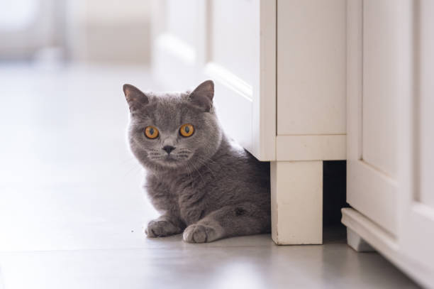 istock British short hair cat, indoor shooting 944516060
