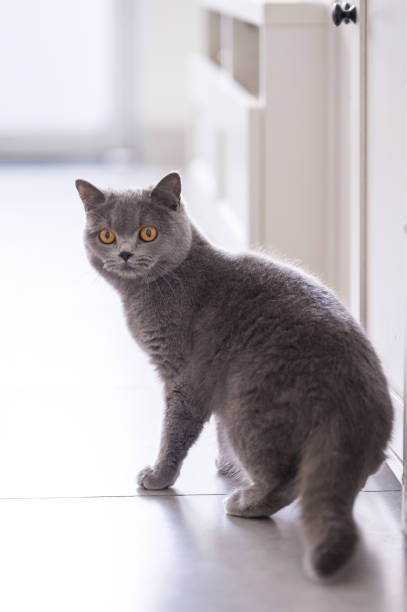 istock British short hair cat, indoor shooting 944516078