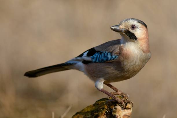 istock Eurasian jay on the winter bird feeder 944516440