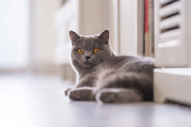 istock British short hair cat, indoor shooting 944518734