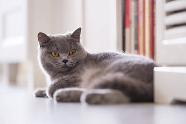 istock British short hair cat, indoor shooting 944518780