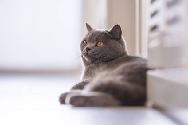 istock British short hair cat, indoor shooting 944519054