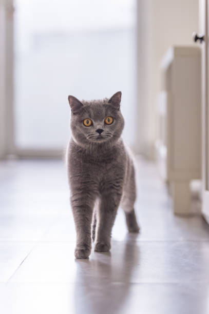 istock British short hair cat, indoor shooting 944519402
