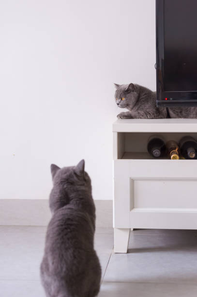 istock British short hair cat, indoor shooting 944519644