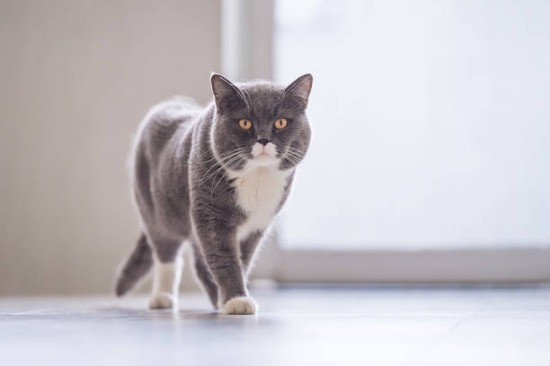 istock British short hair cat, indoor shooting 944519676