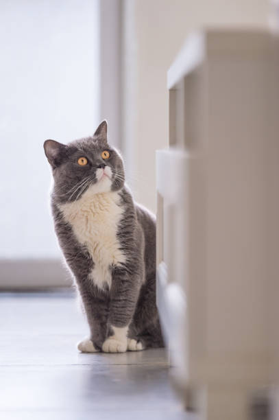 istock British short hair cat, indoor shooting 944520078