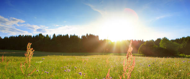 istock Sunset on summer field and trees 944520126