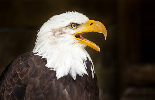istock Portrait of a bald eagle (haliaeetus leucocephalus 944522794