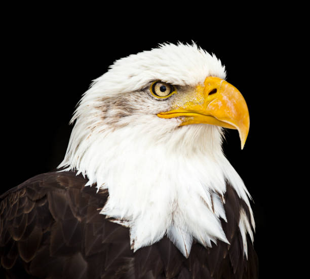 Portrait of a bald eagle (haliaeetus leucocephalus