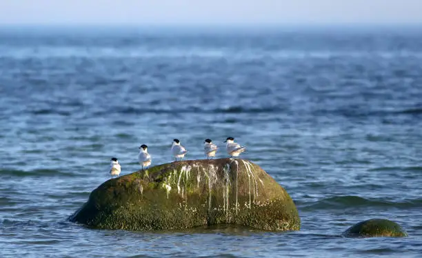 Sandwich terns standing on a large rock by Brondby beach, Denmark