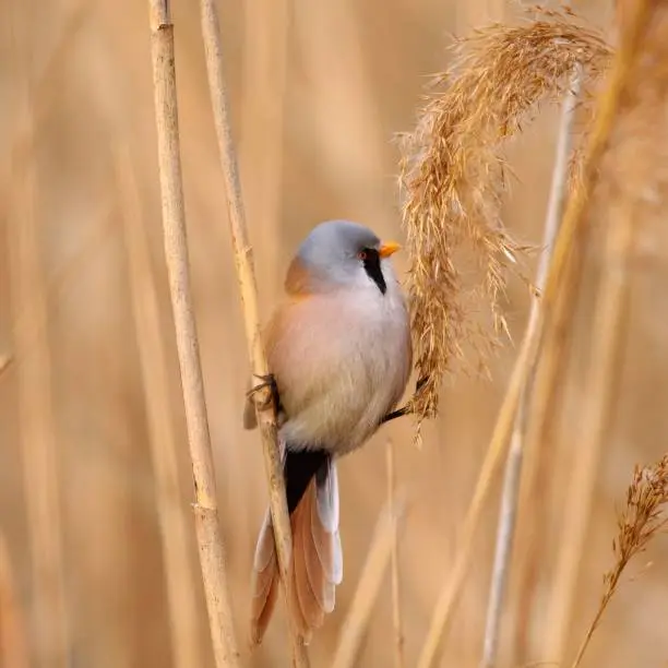 Photo of Bearded Tit, male - Reedling (Panurus biarmicus).