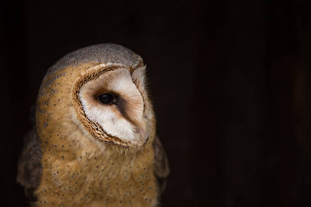 istock A beautiful barn owl, close-up 944523798