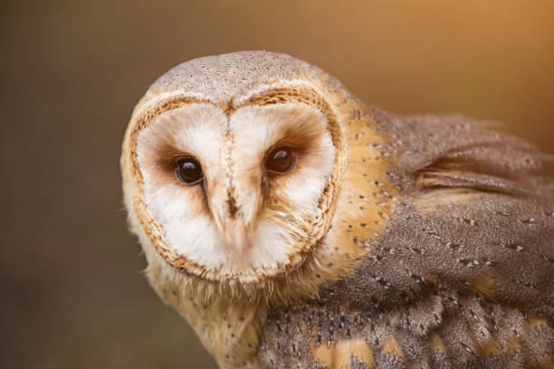 istock A beautiful barn owl, close-up 944523824