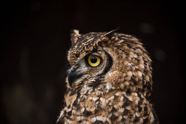 istock Portrait of eagle owl with dark background 944523846