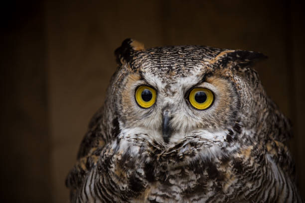 istock Eagle Owl is sitting on the tree stump 944523892
