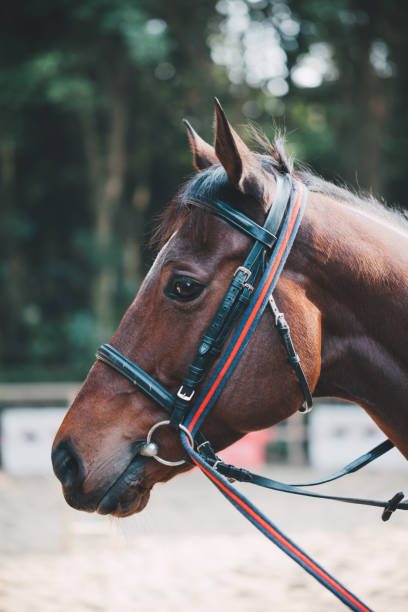 Luxury sport - horsemanship
