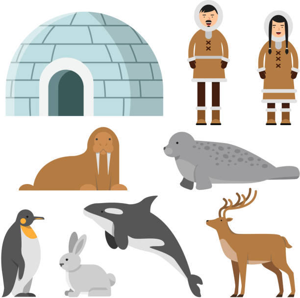 Polar, arctic animals and residents of the north near eskimo ice house Polar, arctic animals and residents of the north near eskimo ice house. Igloo house, penguin and siberian eskimo, reindeer and walrus, vector illustration chukchi stock illustrations