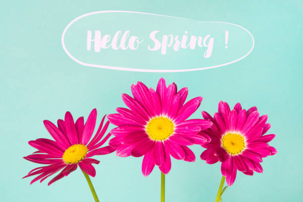 istock Three pink pyrethrum flowers on blue sky as background. 944530504