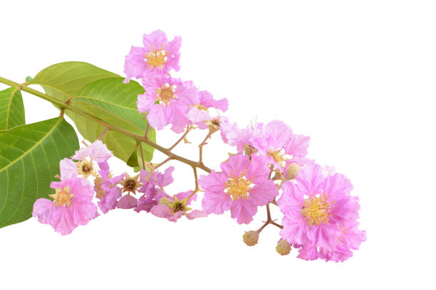 istock Beautiful pink flower bouquet (Lythraceae) isolated 944533998