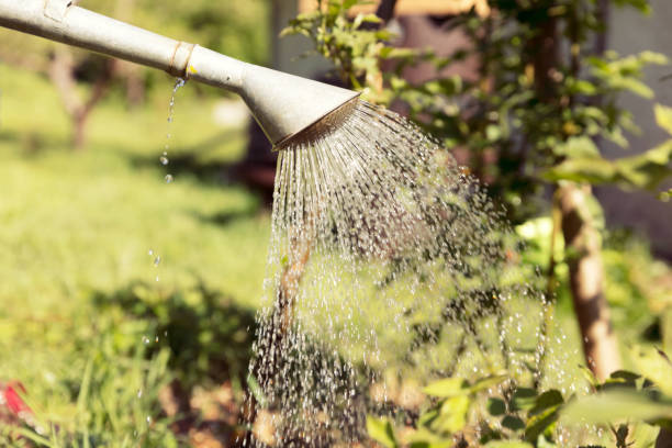 istock Watering plants with watering can 944534152
