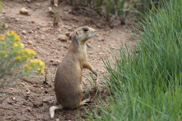 istock Utah Prairie Dog - Bryce Canyon National Park 944534376