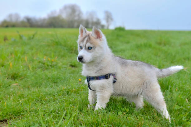 istock puppy husky in a field 944534928
