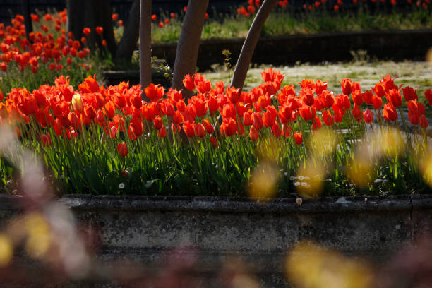 Colorful tulips at spring,in nature garden.