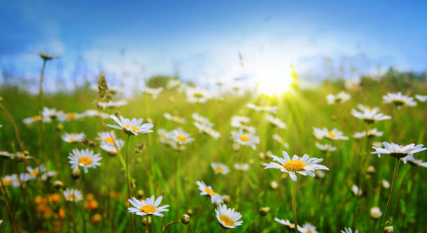istock Daisy field in the sunny summer day 944539040